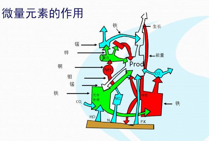 全自动91麻豆国产福利在线观看厂家分析体内微量元素的互相作用